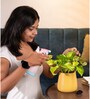 Verigated Money Plant With Aura Pot- Yellow
