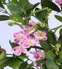 6.2Ft Artificial Sakura Cherry Blossom Tree Plant with Pot