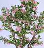 6.2Ft Artificial Sakura Cherry Blossom Tree Plant with Pot