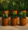 6 Pcs Red Terracotta 4 Inchs Planters