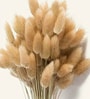 Brown Metal 60 Pcs Bunny Tails Dried Plants