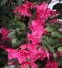 6Ft Artificial Bougainvillea Flower Tree Plant with Pot