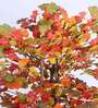 6Ft Artificial Ginkgo Tree Plant with Pot