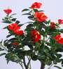 6Ft Artificial Hibiscus Flower Plant with Pot