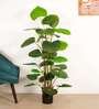 6Ft Artificial Ruffled Fan Palm Tree Plant with Pot