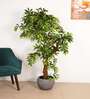 6Ft Artificial Twisted Eucalyptus Tree Plant with Pot