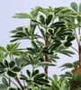 6Ft Artificial Umbrella Schefflera Tree Plant with Pot