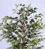 6Ft Artificial Variegated Ficus Tree Plant with Pot
