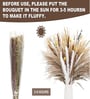 Brown And White Metal 70 Pcs Pampas Dried Plants