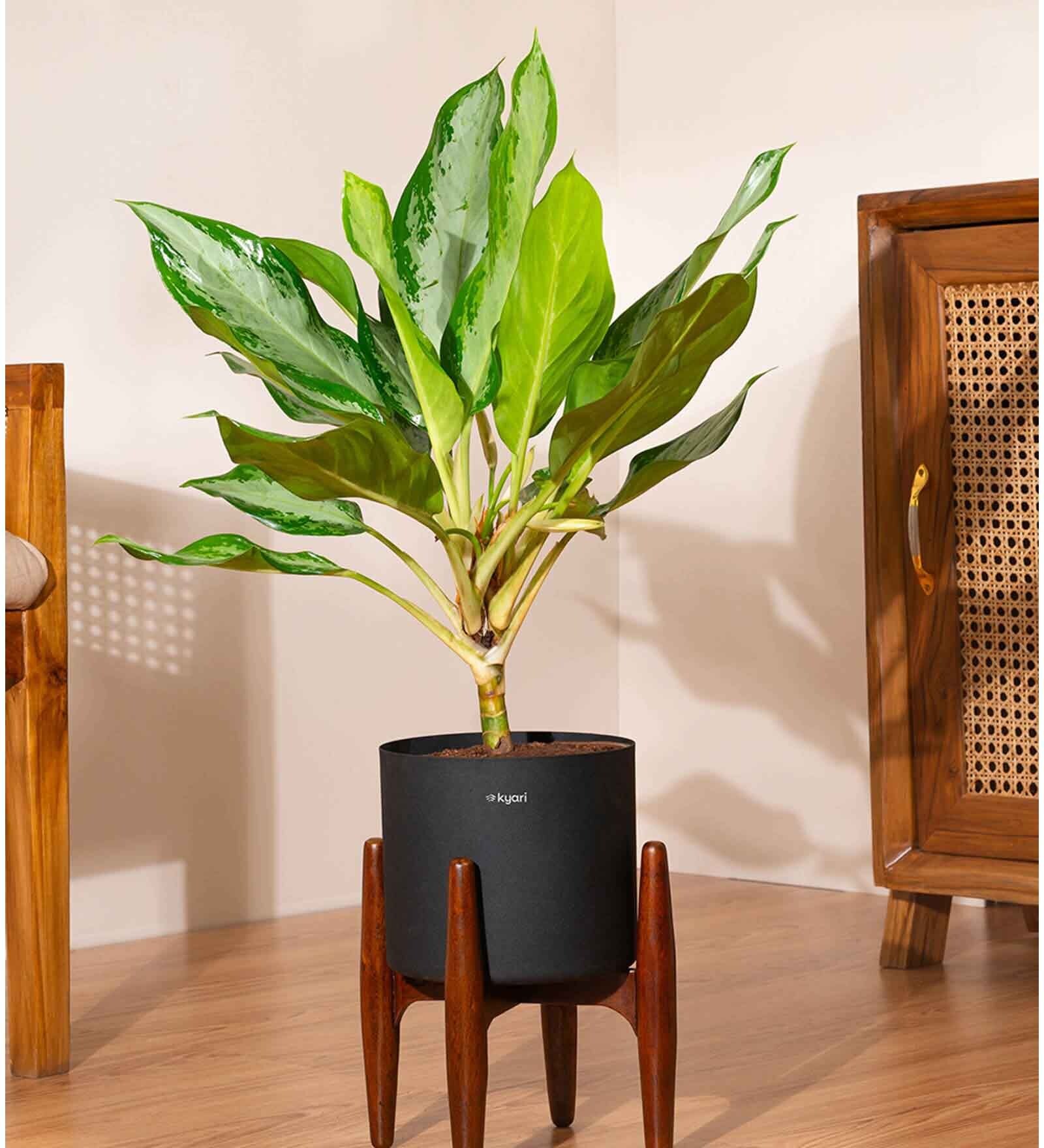 Aglonema Ice With Zen Pot