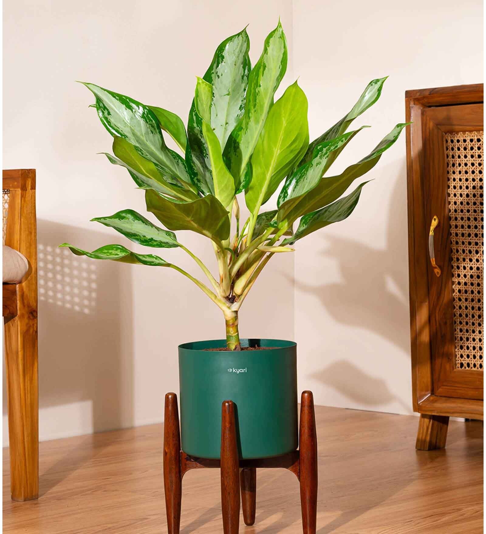 Aglonema Ice With Zen Pot