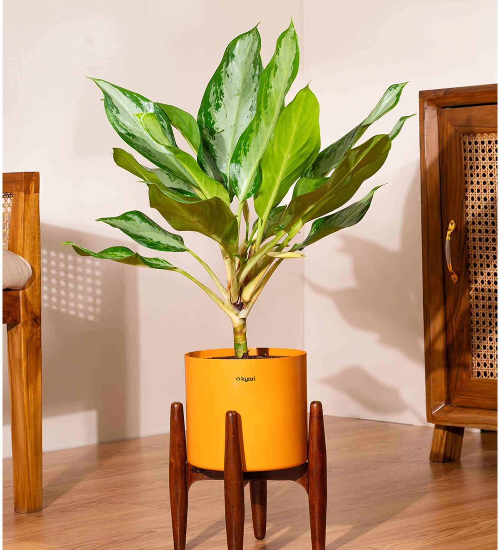 Aglonema Ice With Zen Pot