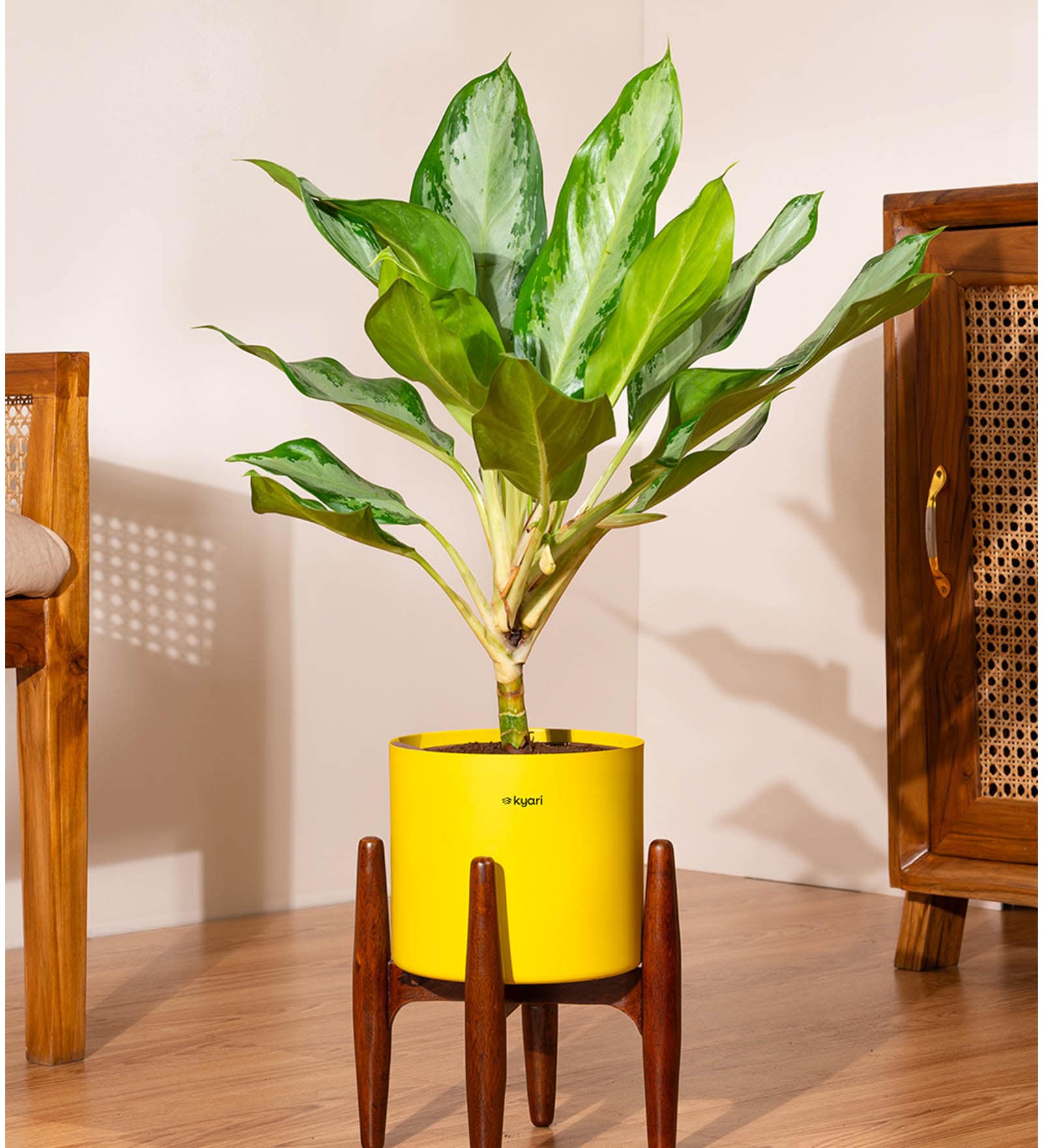 Aglonema Ice With Zen Pot