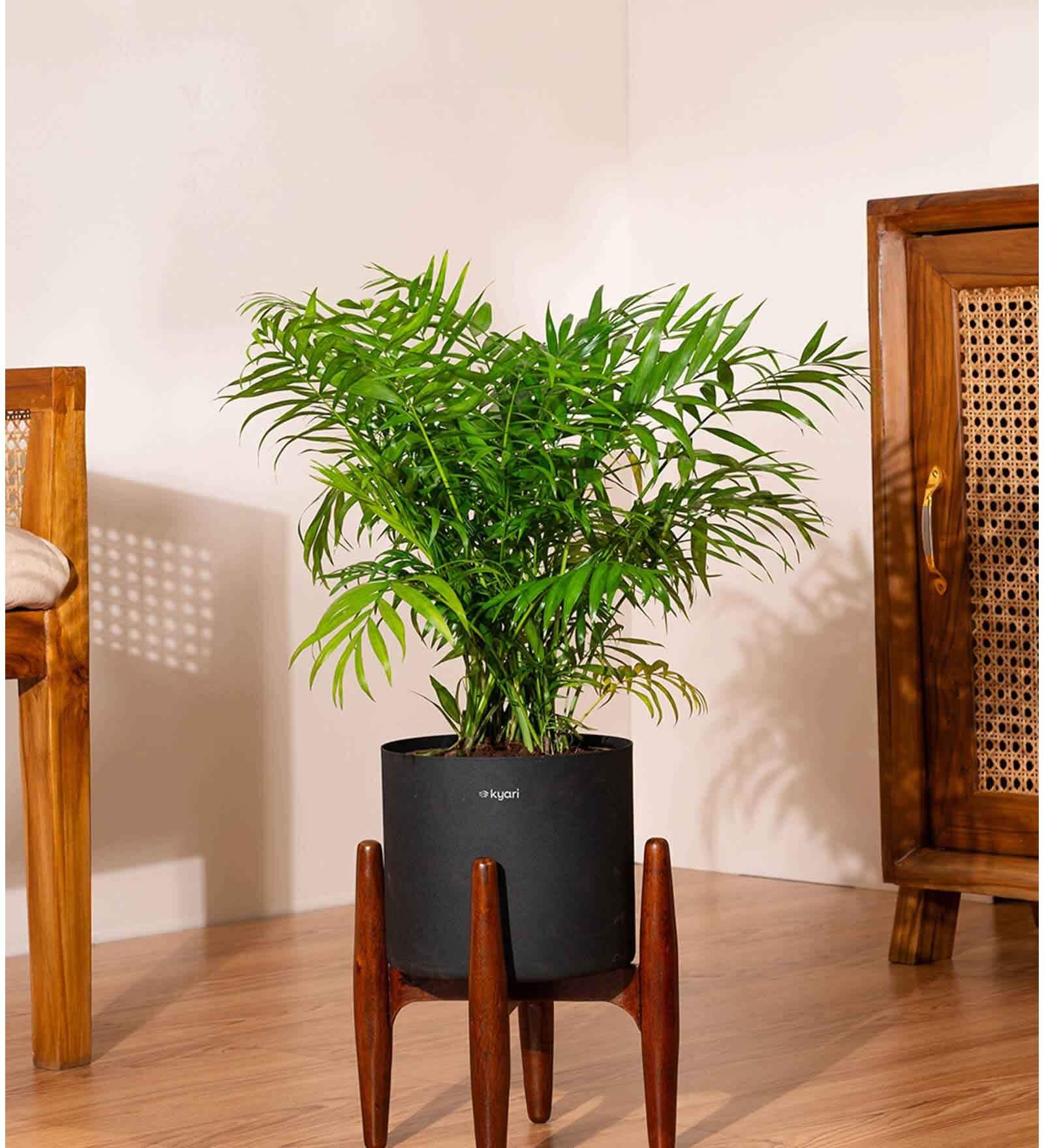 Areca Palm With Zen Pot