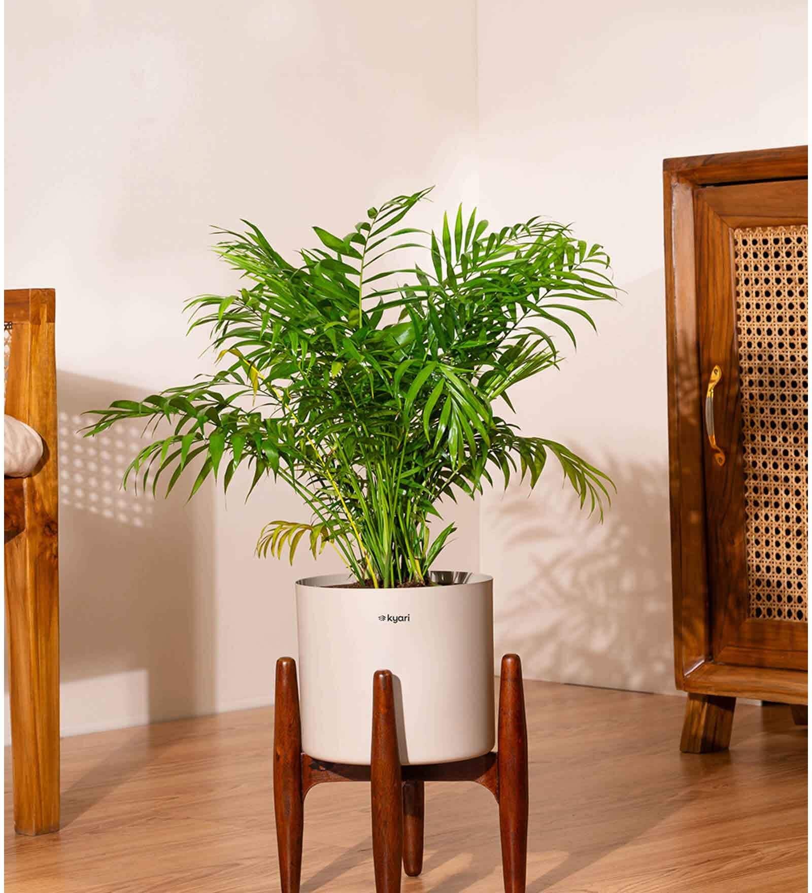 Areca Palm With Zen Pot