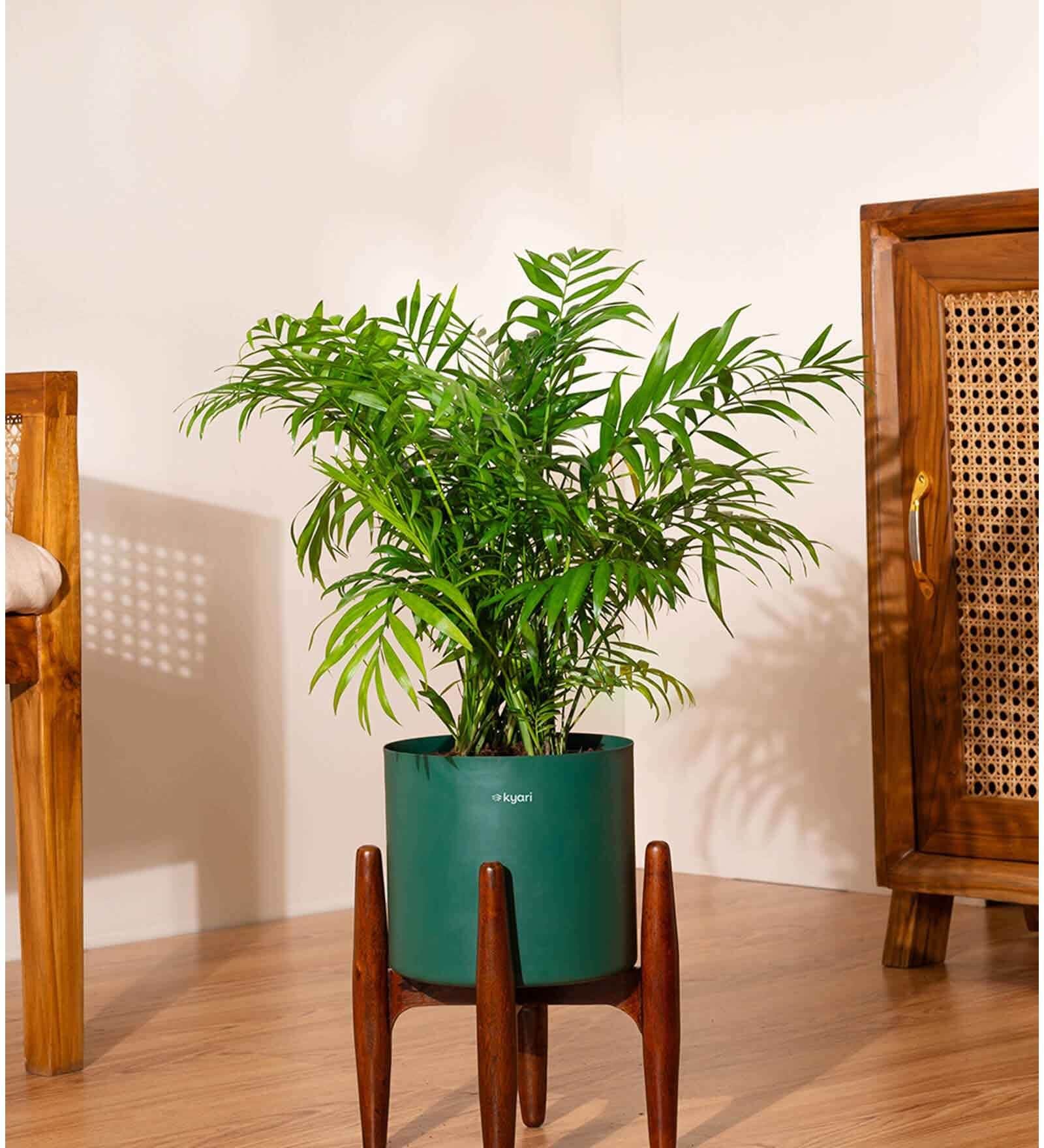 Areca Palm With Zen Pot