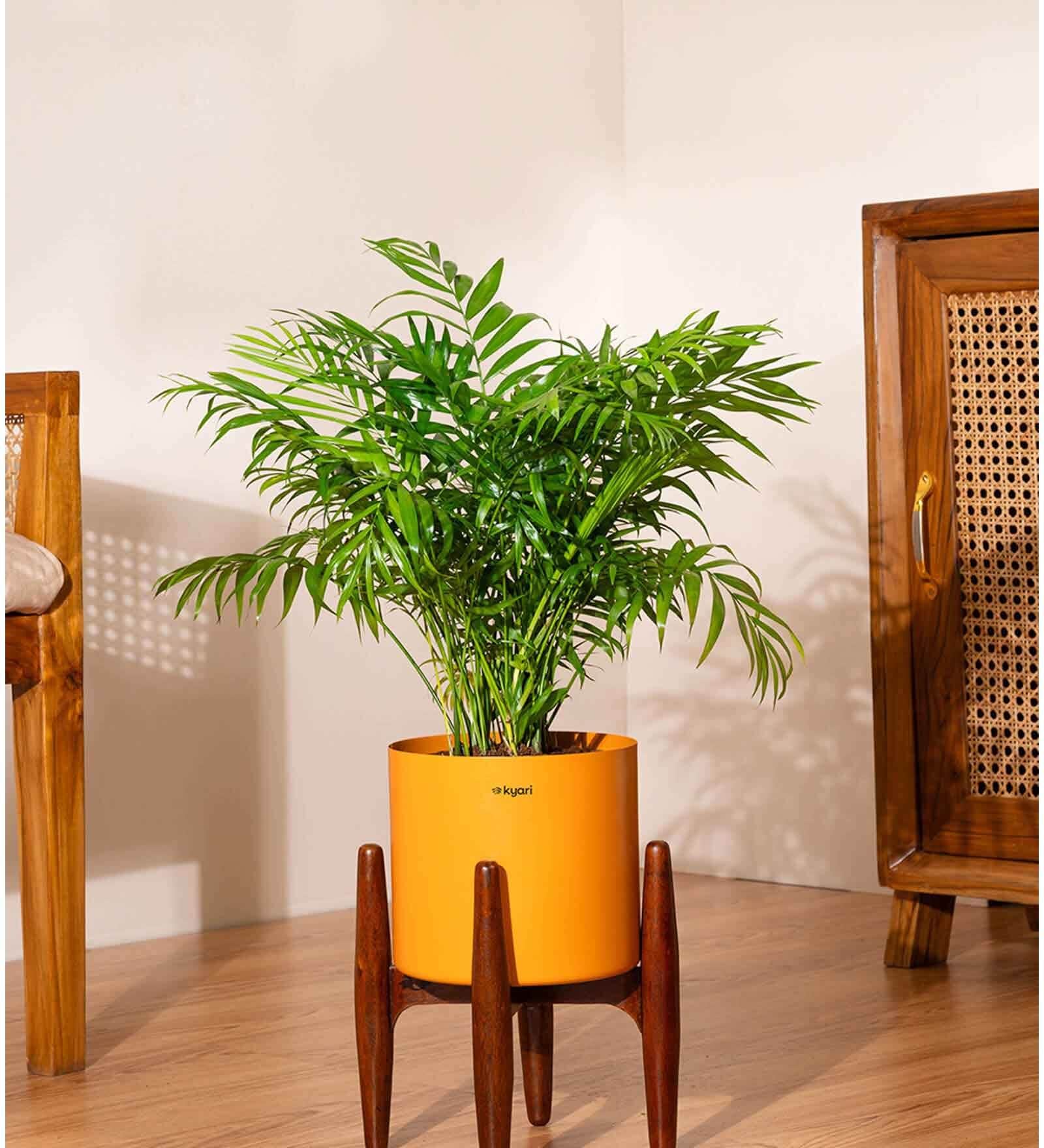 Areca Palm With Zen Pot