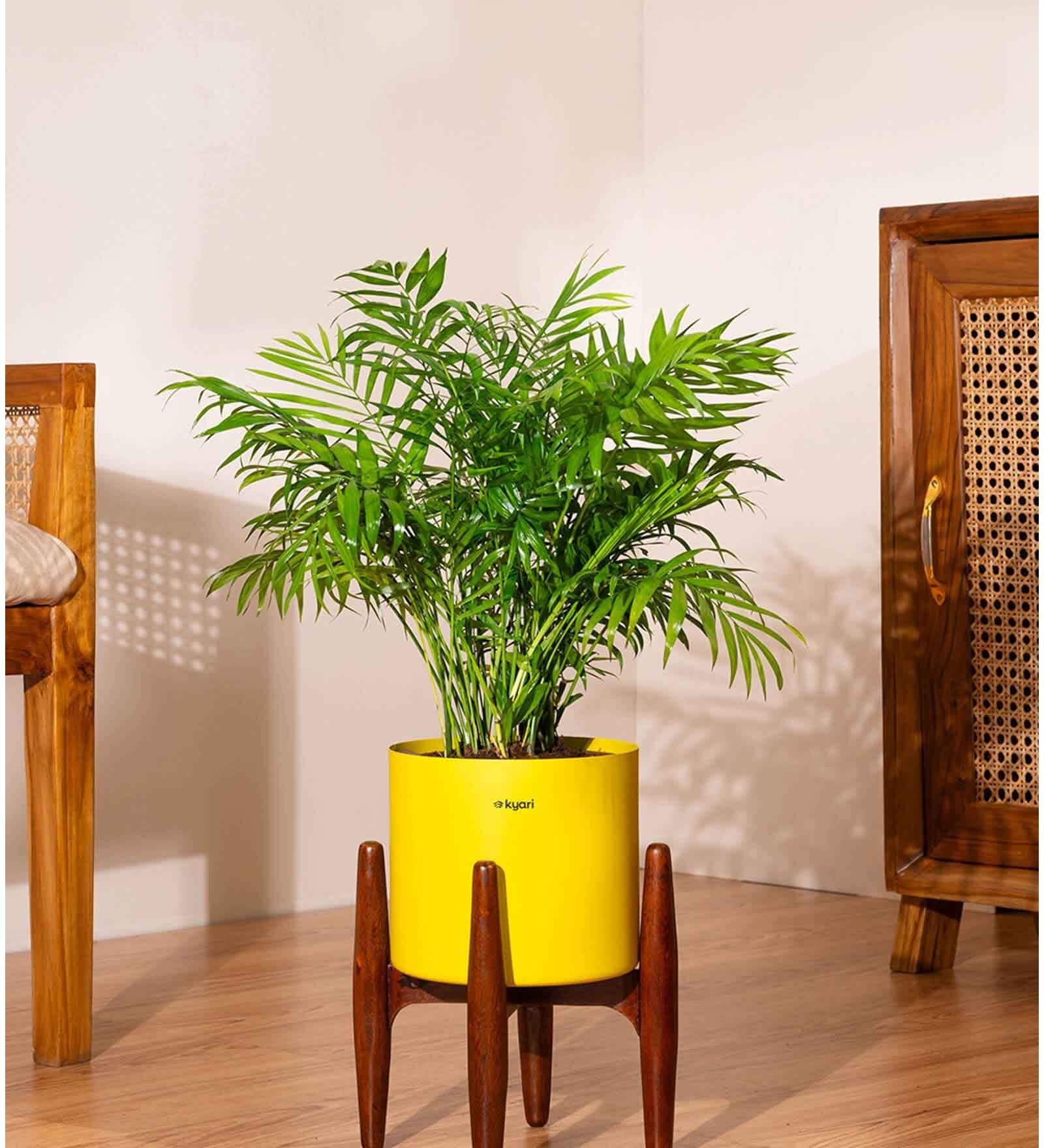 Areca Palm With Zen Pot