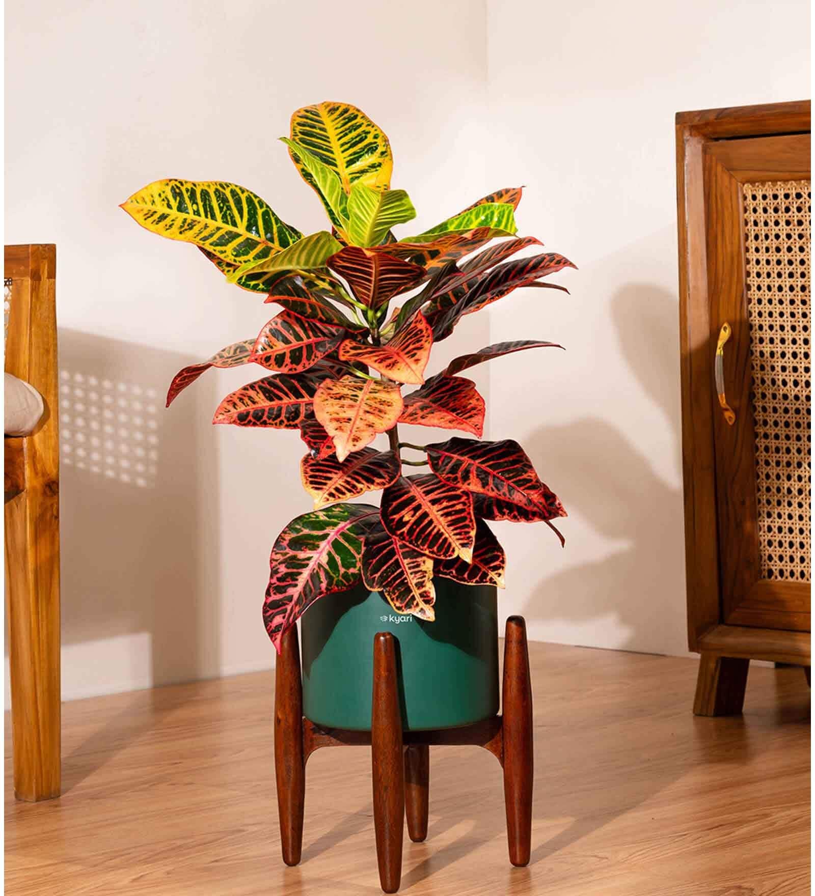 Croton Petra With Zen Pot