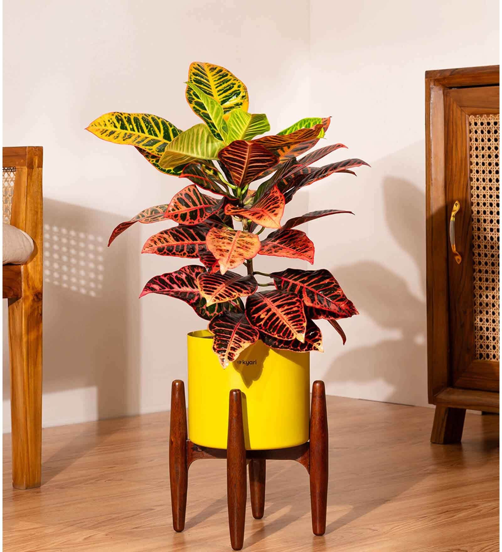 Croton Petra With Zen Pot