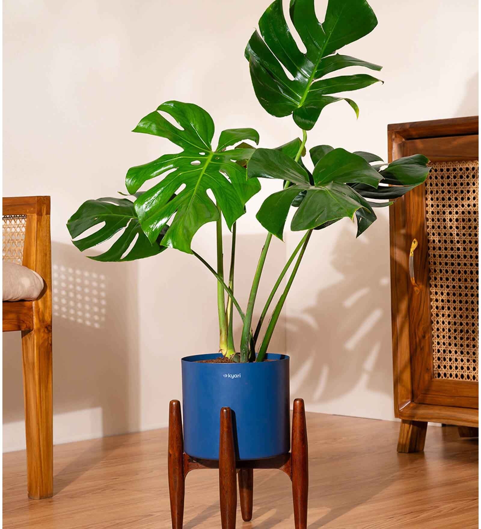 Monstera Deliciosa With Zen Pot