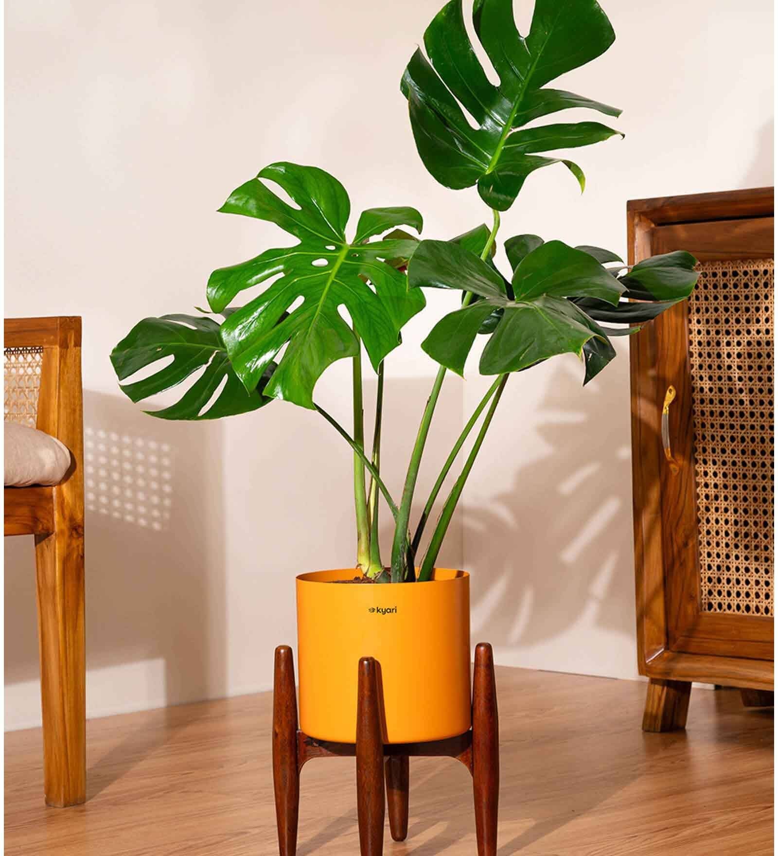 Monstera Deliciosa With Zen Pot