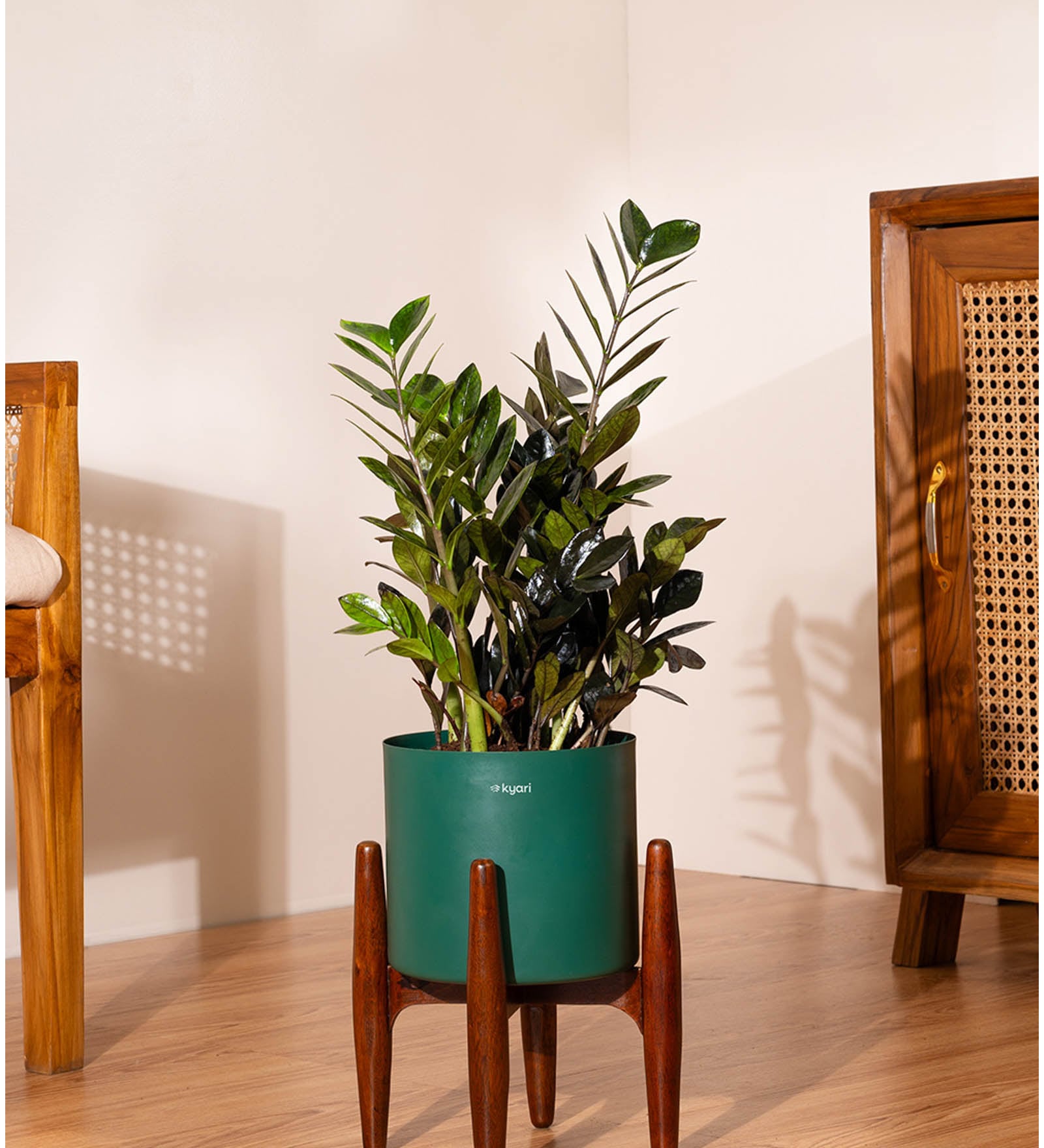 Zz Black With Zen Pot