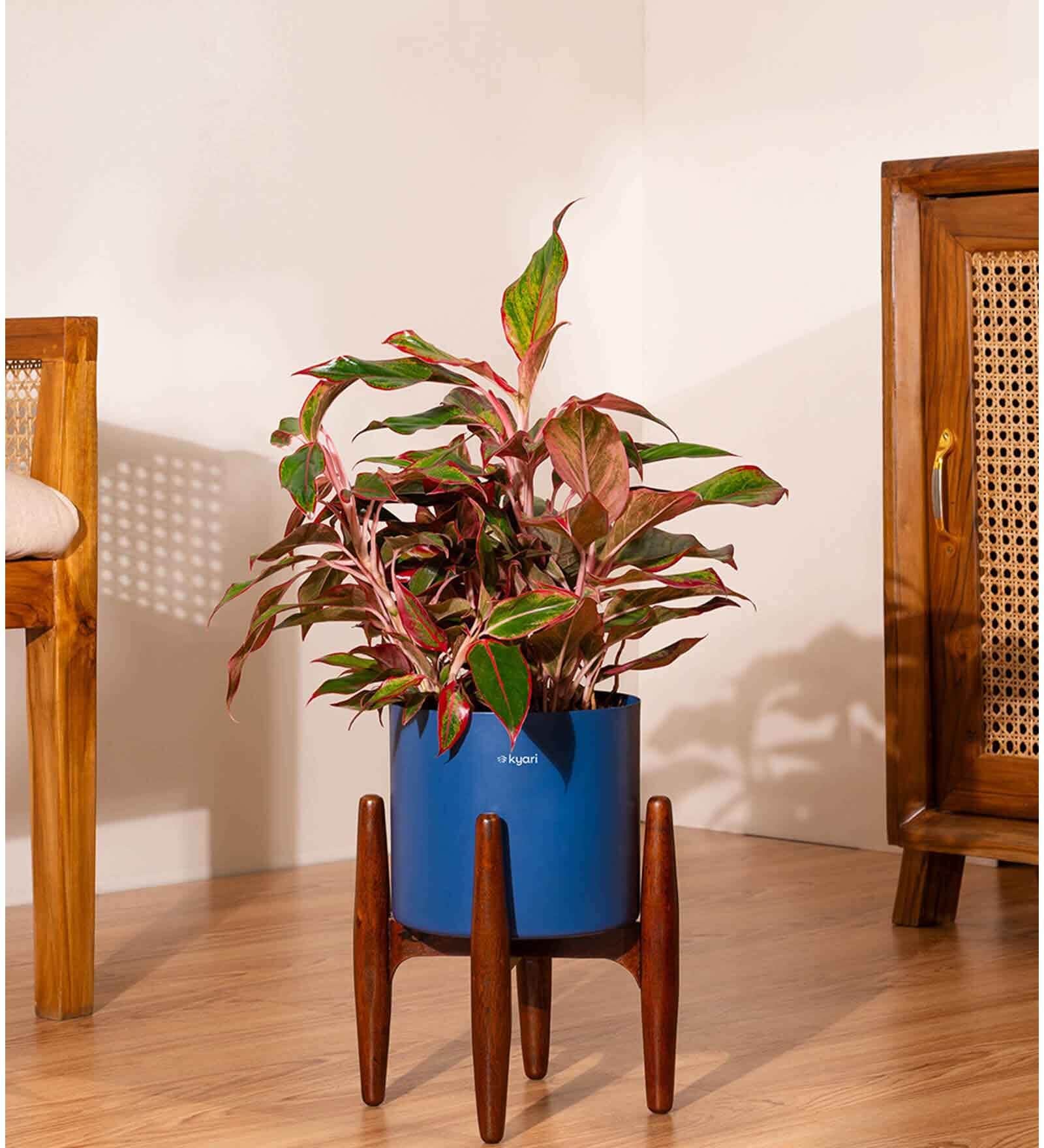 Aglonema Lipistick With Zen Pot