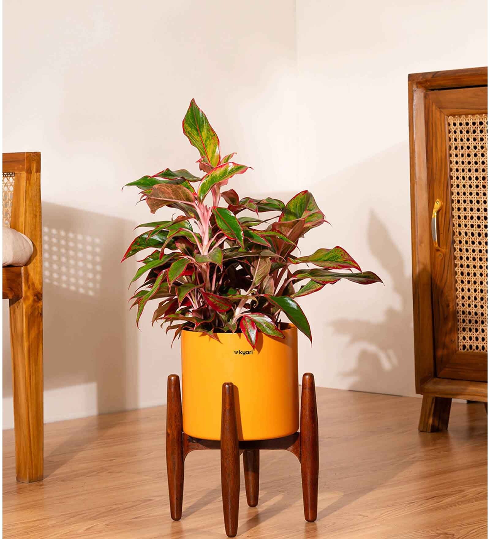 Aglonema Lipistick With Zen Pot