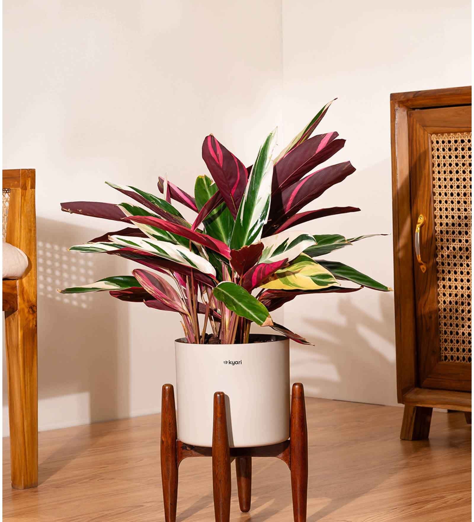 Calathea Triostar With Zen Pot