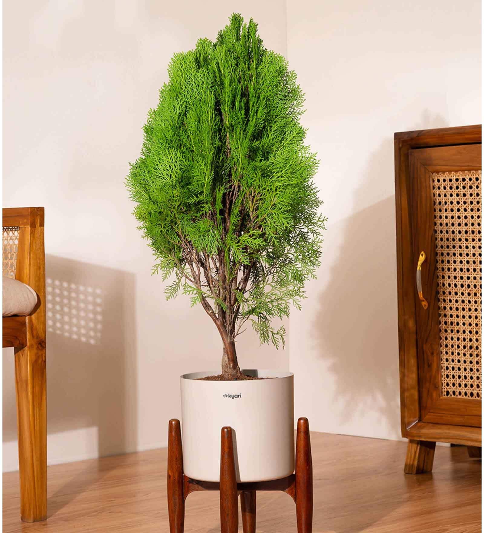 Thuja Plant With Zen Pot