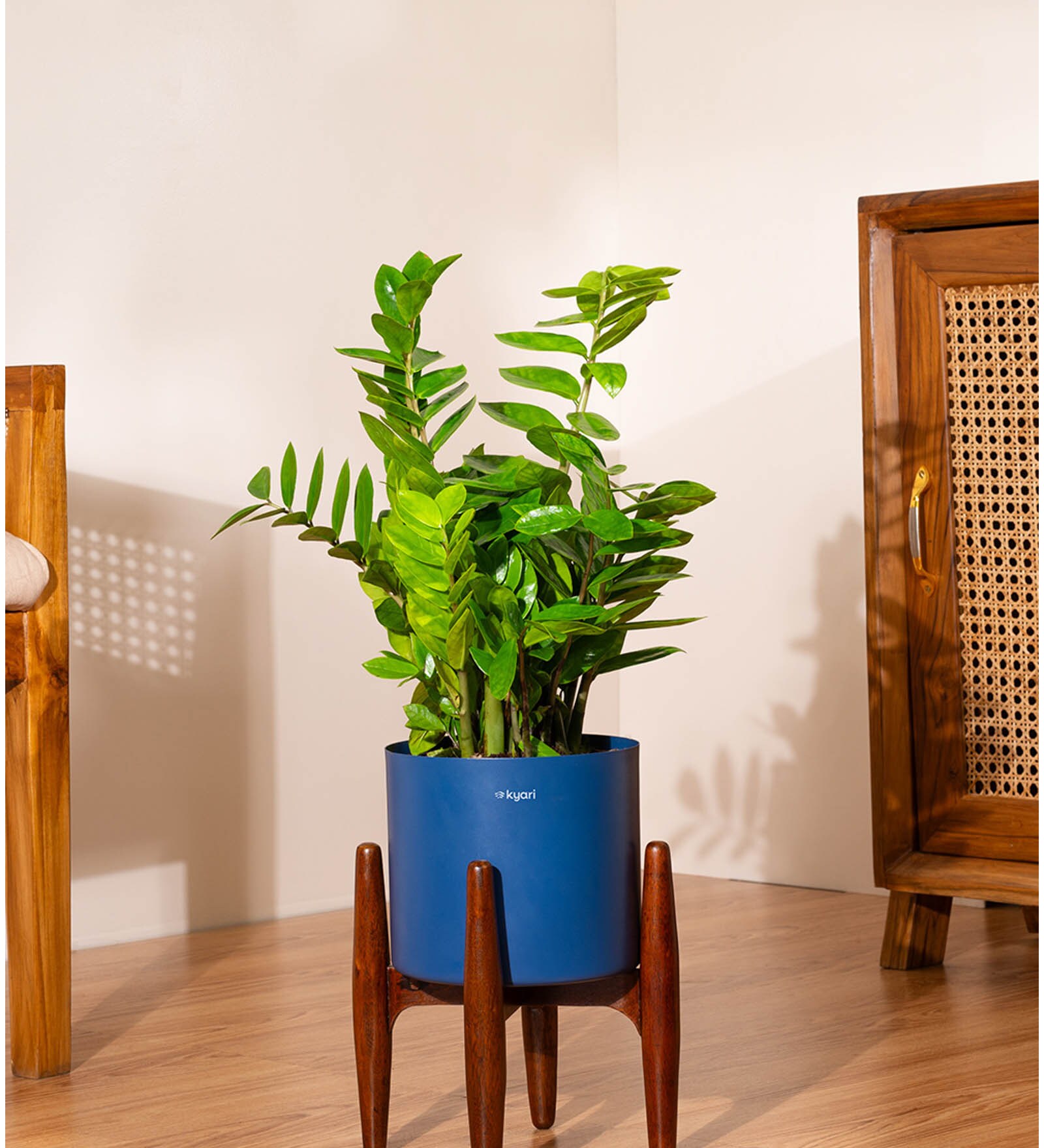 Zz Green With Zen Pot