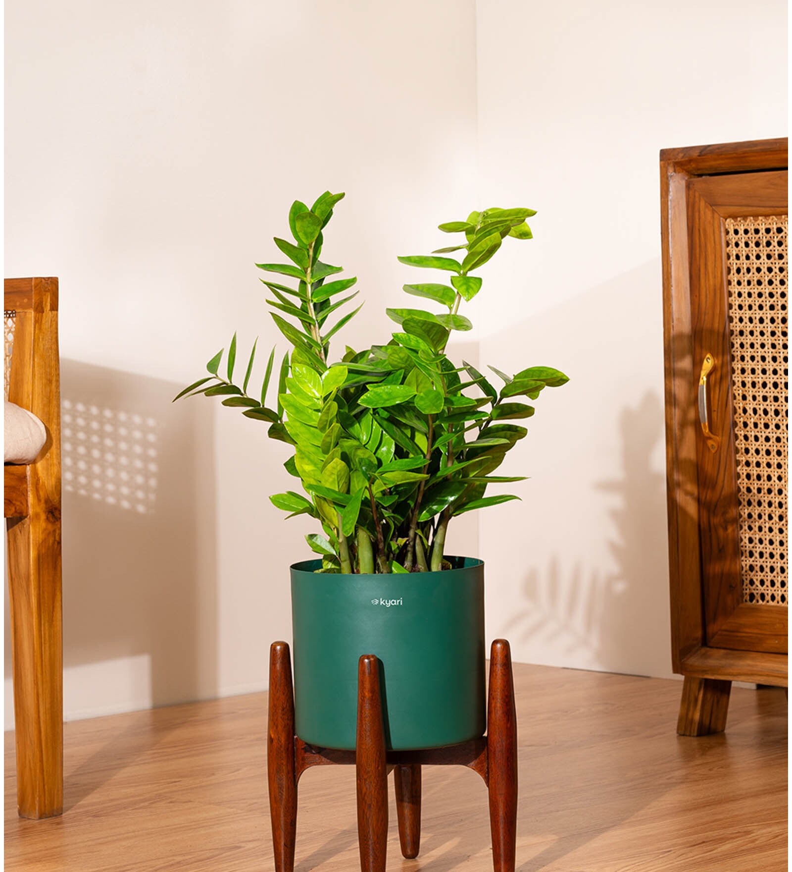 Zz Green With Zen Pot