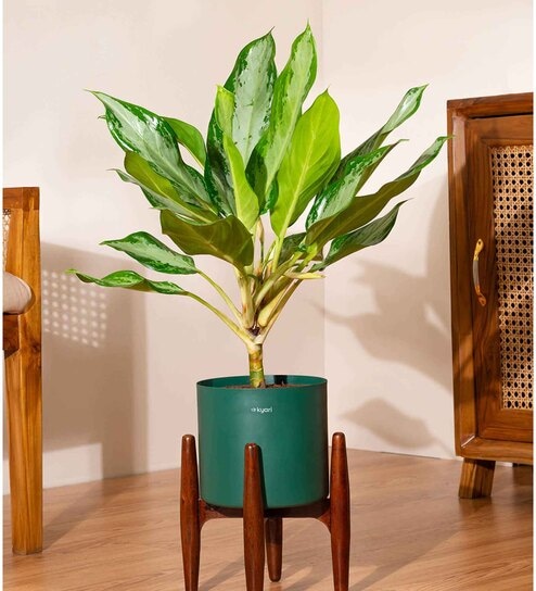 Aglonema Ice With Zen Pot - Green