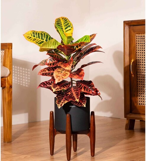 Croton Petra With Zen Pot - Black