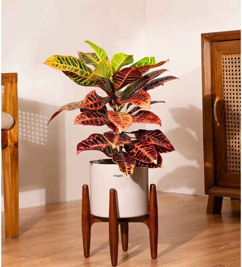 Croton Petra With Zen Pot - Cream