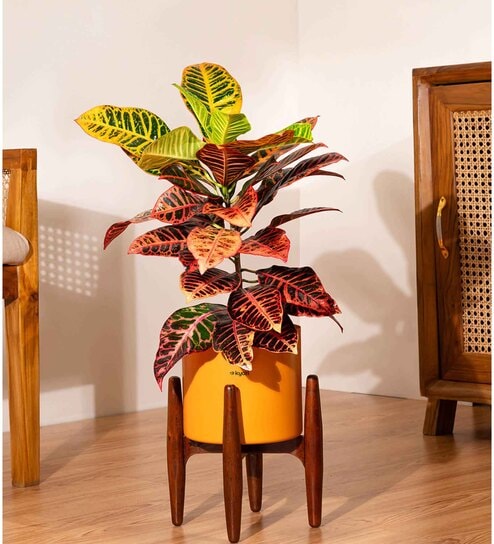 Croton Petra With Zen Pot - Orange