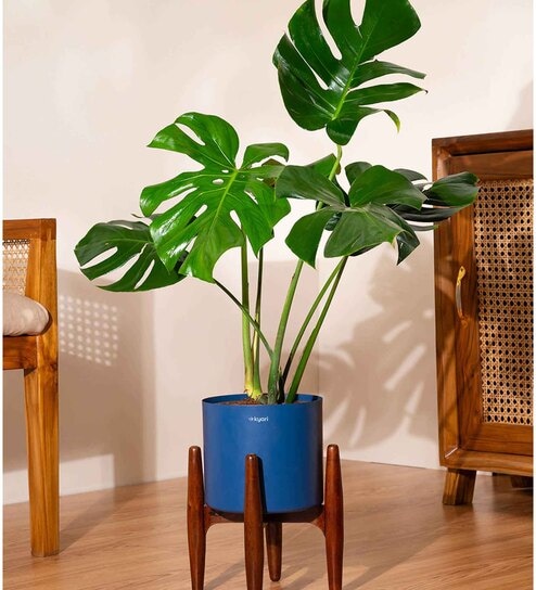 Monstera Deliciosa With Zen Pot - Blue