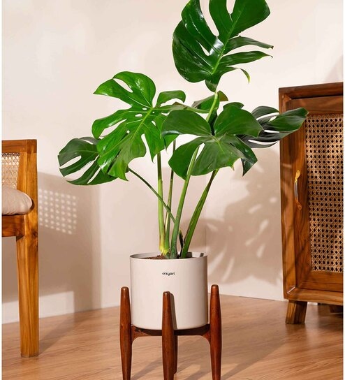 Monstera Deliciosa With Zen Pot - Cream