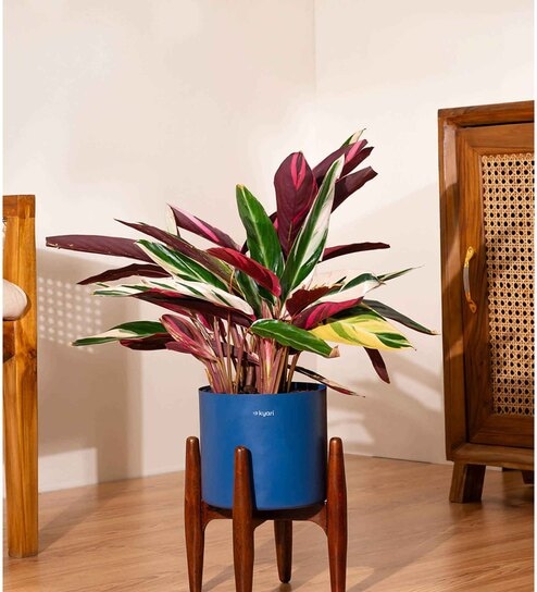 Calathea Triostar With Zen Pot - Blue