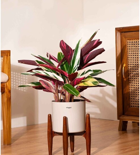 Calathea Triostar With Zen Pot - Cream