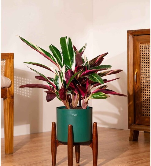 Calathea Triostar With Zen Pot - Green