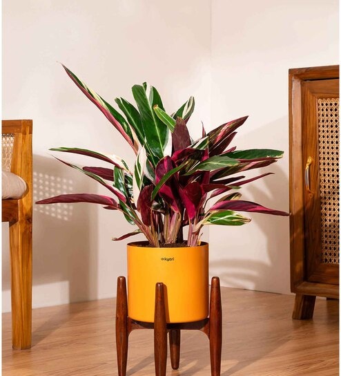 Calathea Triostar With Zen Pot - Orange