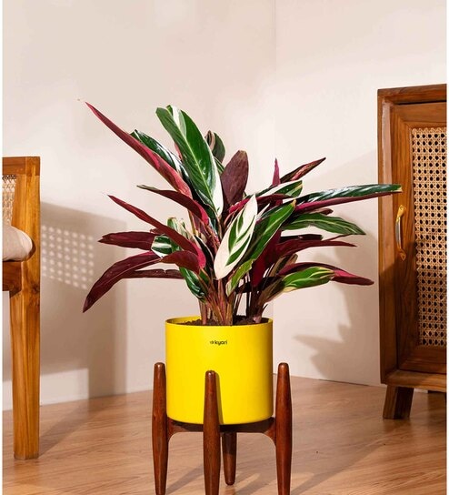 Calathea Triostar With Zen Pot - Yellow