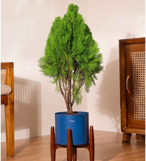 Thuja Plant With Zen Pot - Blue