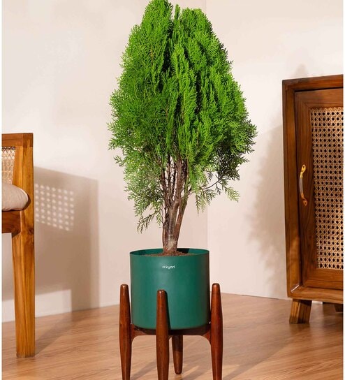 Thuja Plant With Zen Pot - Green