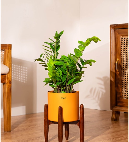 Zz Green With Zen Pot - Orange