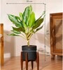 Aglonema Ice With Zen Pot