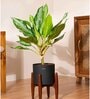 Aglonema Ice With Zen Pot