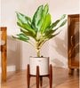 Aglonema Ice With Zen Pot